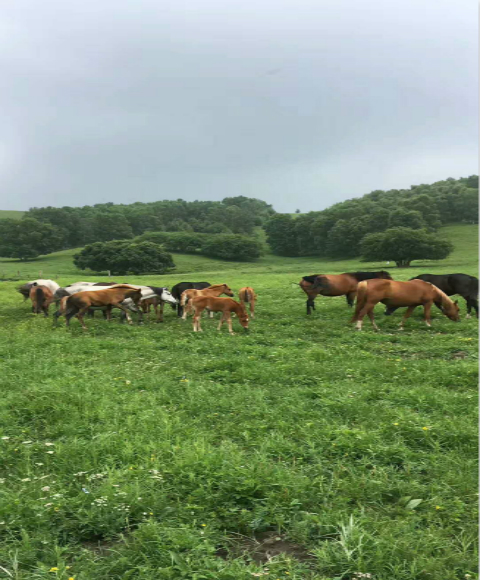 乌兰布统深度游越野车4小时4线